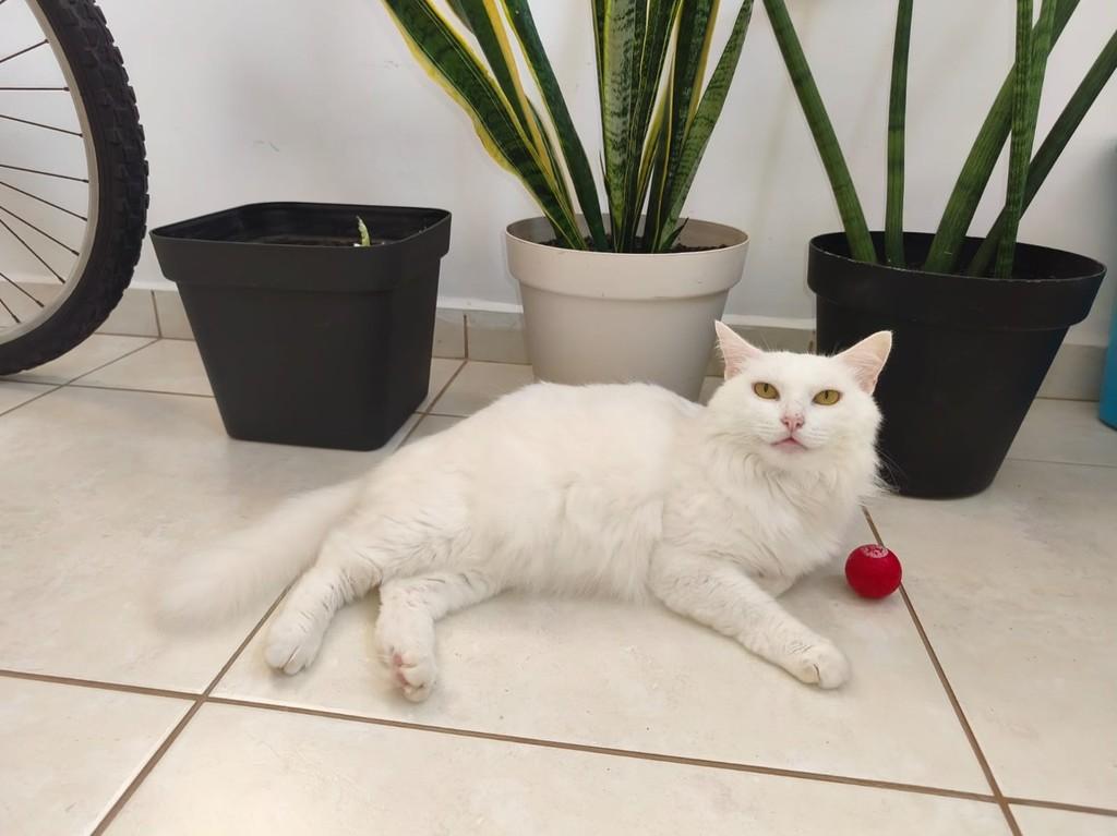 Marie, gata de porte pequeno para adoção em Aracaju - SE