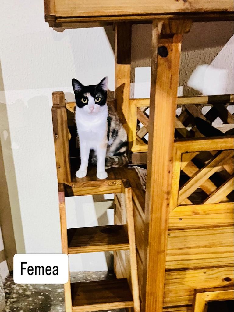 Ruby, gato de porte pequeno para adoção em Aracaju - SE