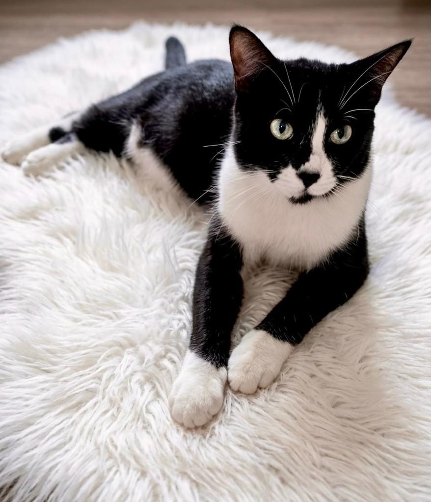 Frajolinha, gato de porte pequeno para adoção em Aracaju - SE