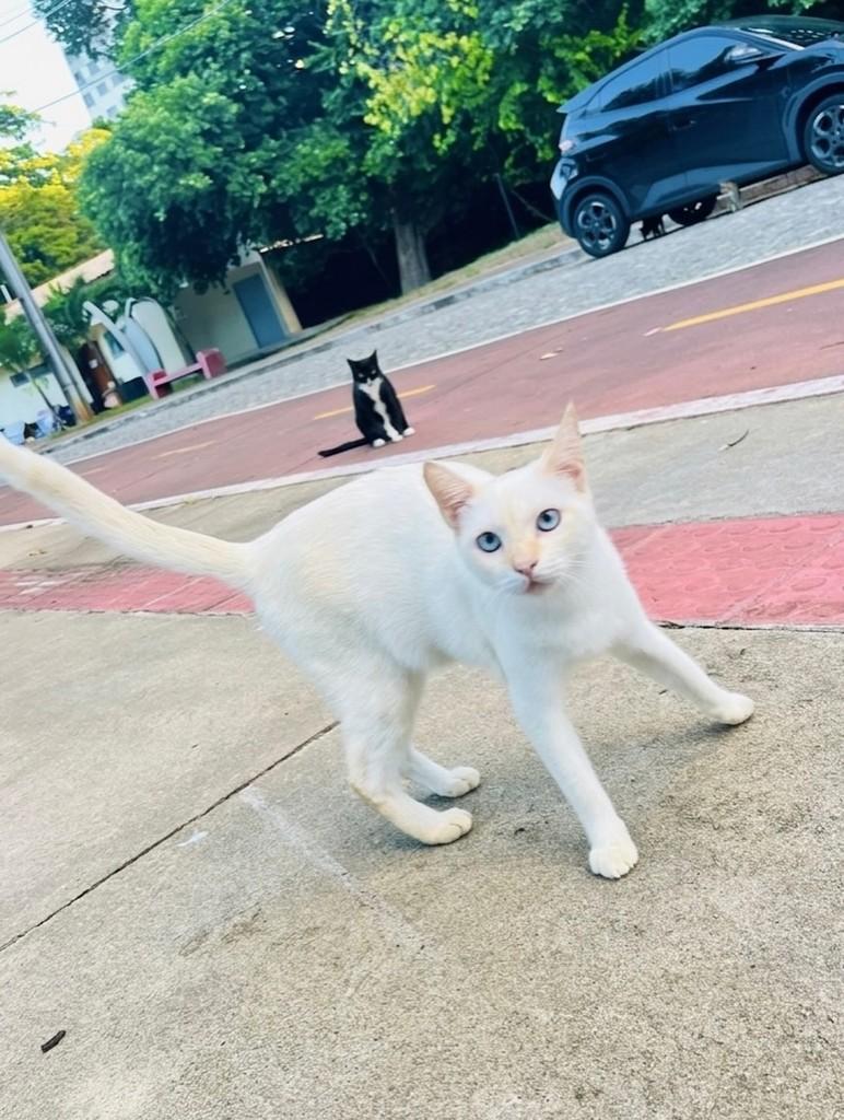 Snow, gato de porte pequeno para adoção em Aracaju - SE