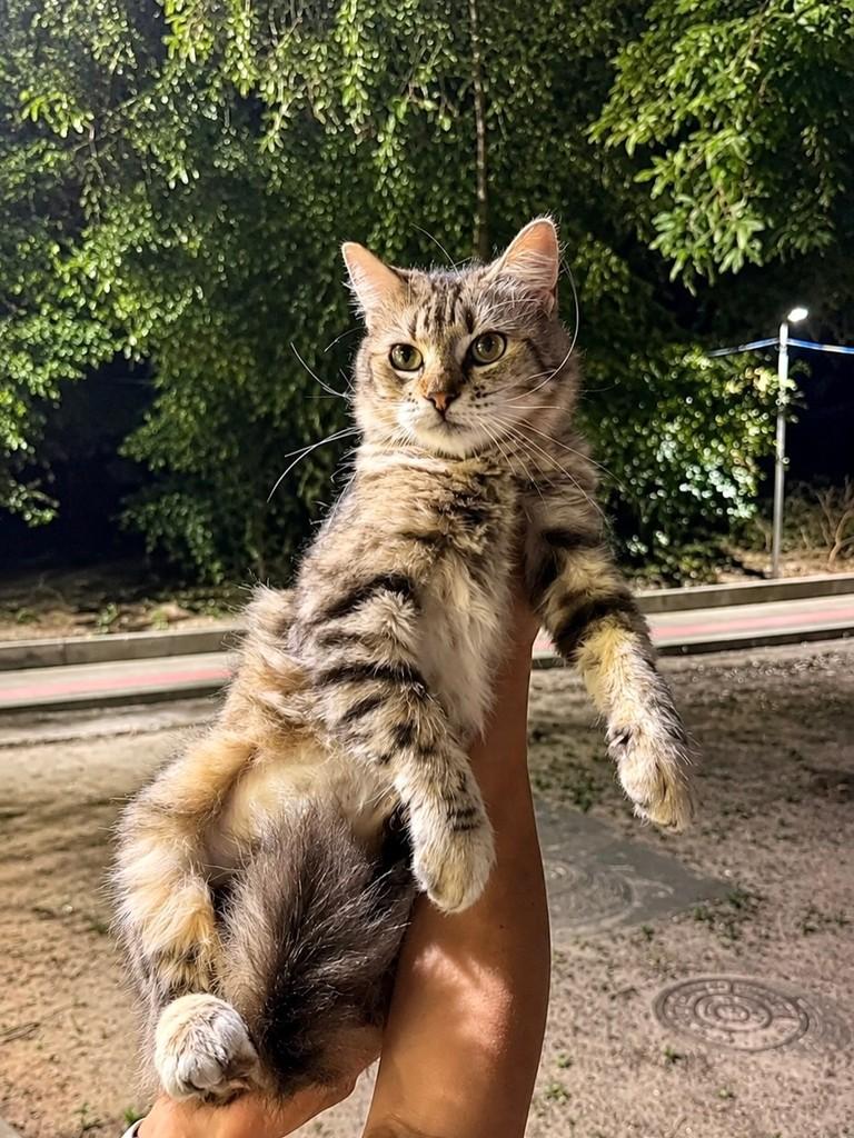Maravilhosa, gata de porte pequeno para adoção em Aracaju - SE