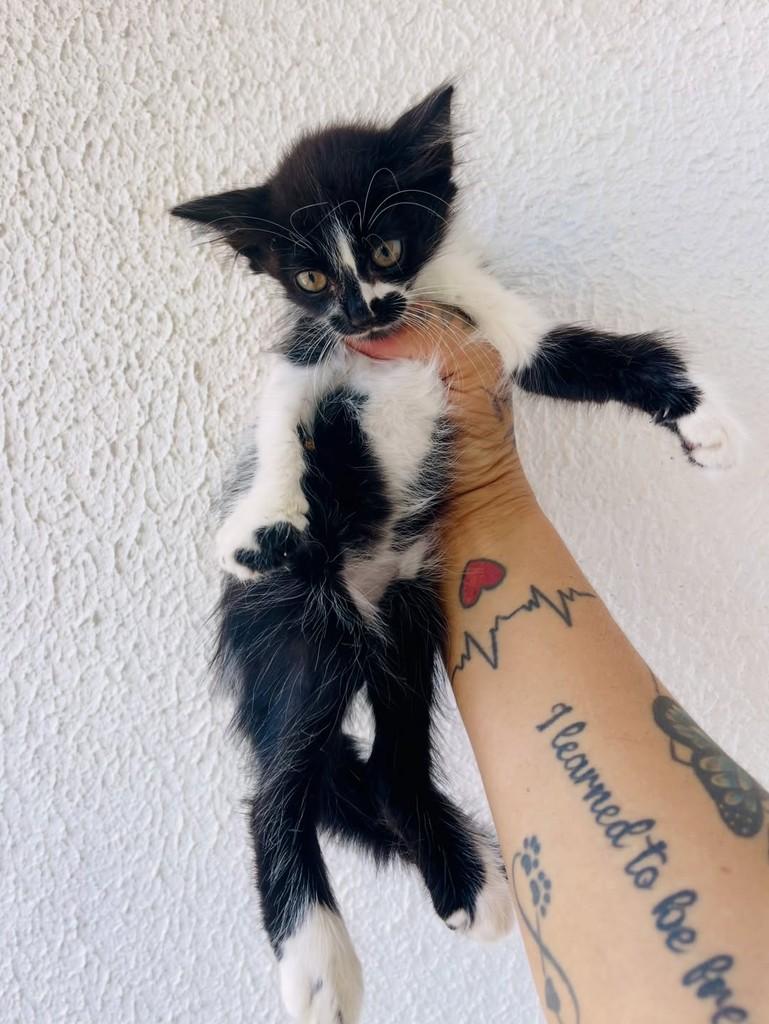 Toda Pretinha, gata de porte pequeno para adoção em Aracaju - SE