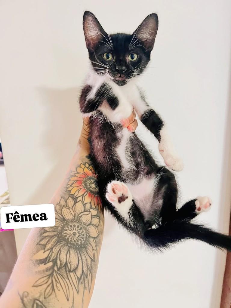 Musinho Preto, gato de porte pequeno para adoção em Aracaju - SE