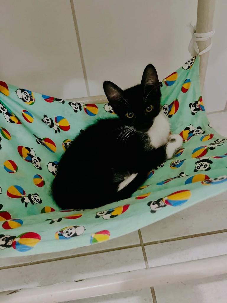 Pimenta, gato de porte pequeno para adoção em Aracaju - SE