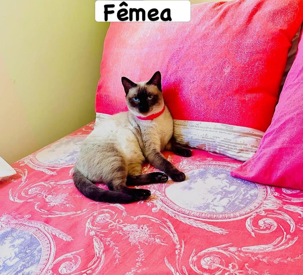 Nina, gata para adoção em Aracaju - SE