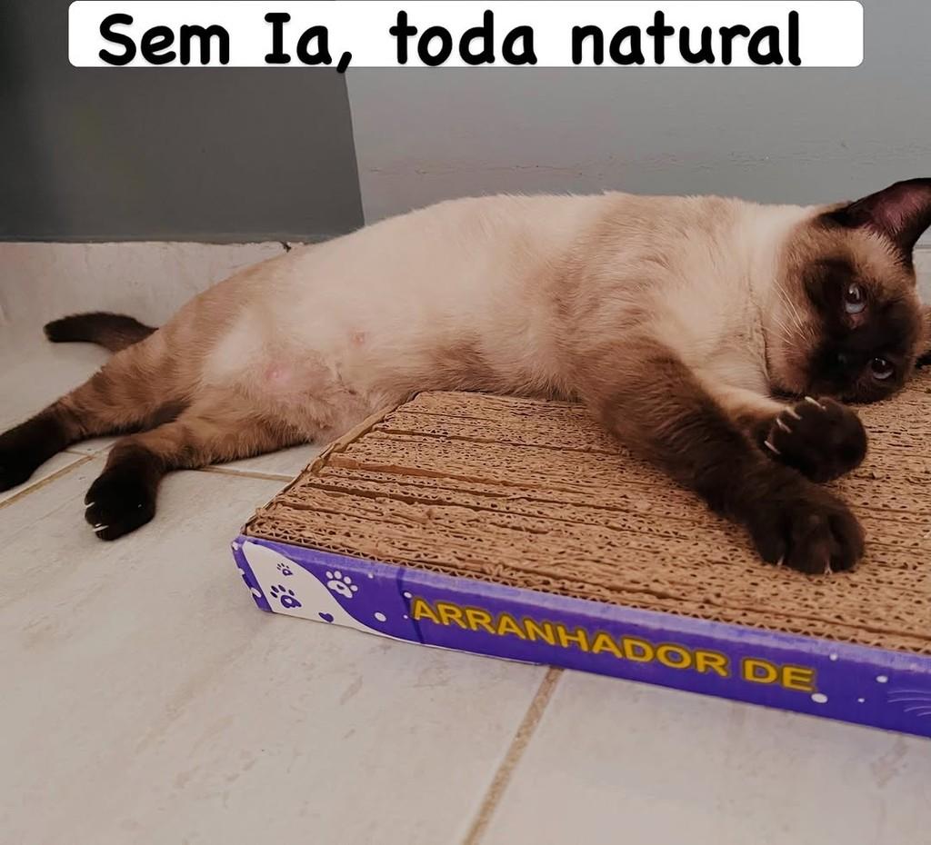Nina, gata para adoção em Aracaju - SE — foto 2 de 2