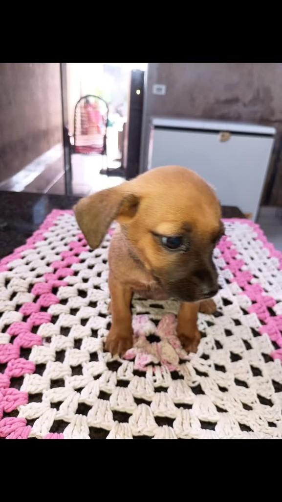 Corte, cachorro de porte pequeno para adoção em Mineiros - GO