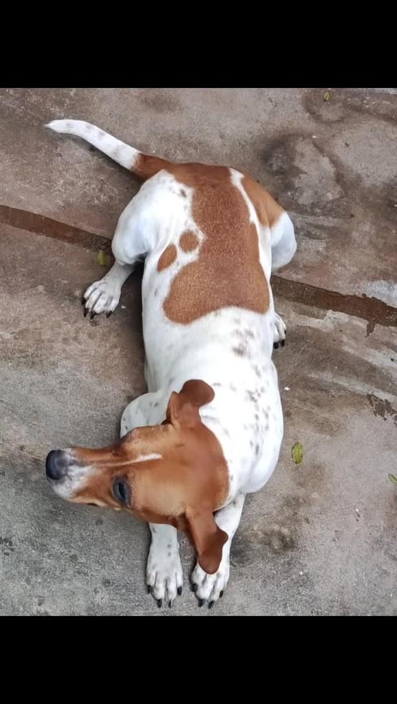 Cachorrinha, cadela de porte médio para adoção em Mineiros - GO