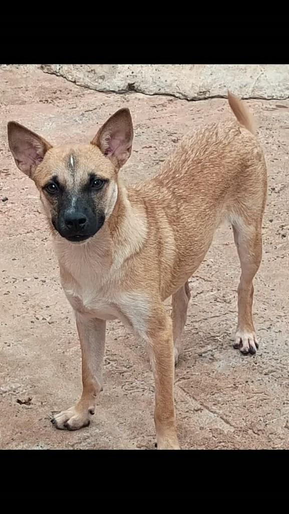 Bred, cachorro de porte pequeno para adoção em Mineiros - GO