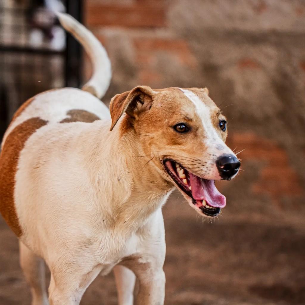 Laika, cadela de porte médio para adoção em Mineiros - GO
