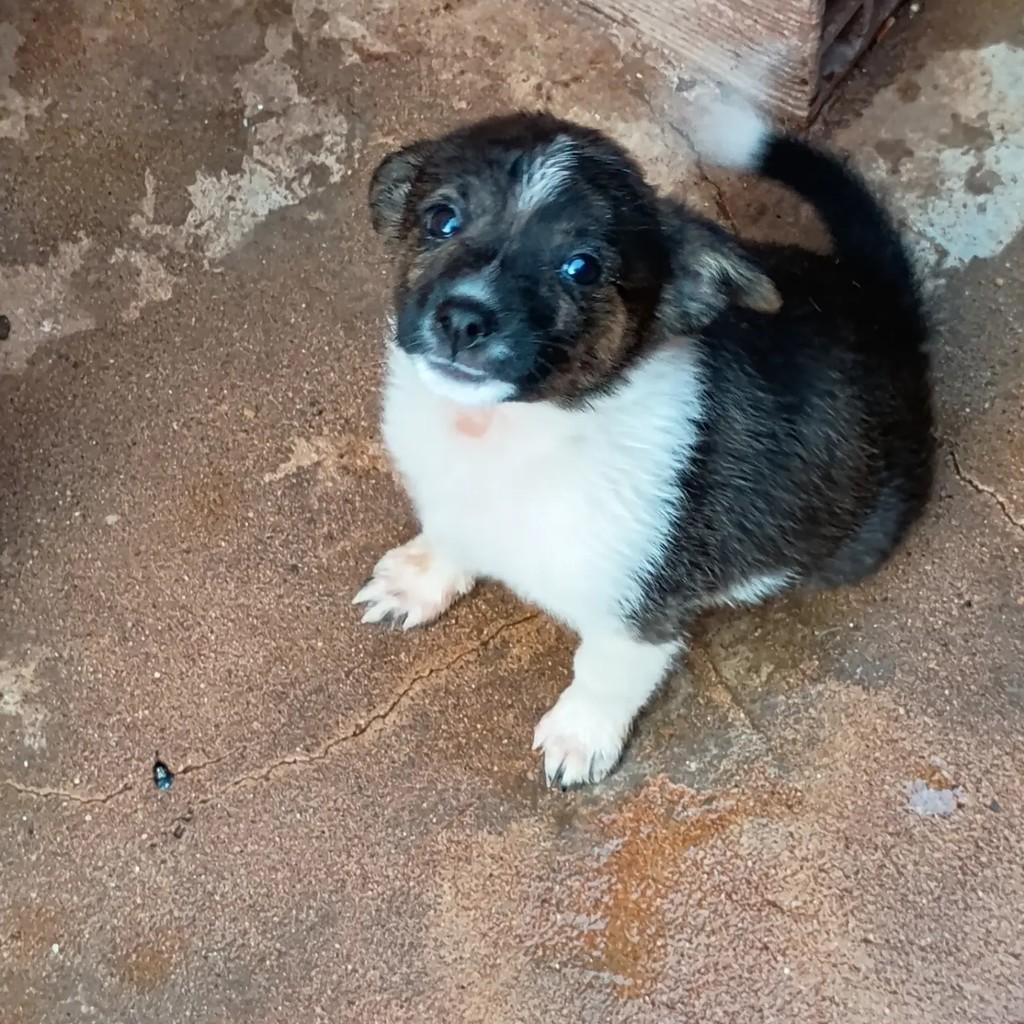 Rose, cadela de porte pequeno para adoção em Mineiros - GO