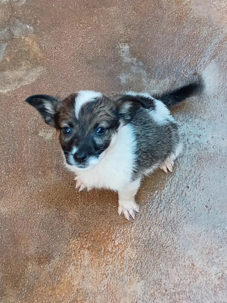 Filhotinha, cadela de porte pequeno para adoção em Mineiros - GO
