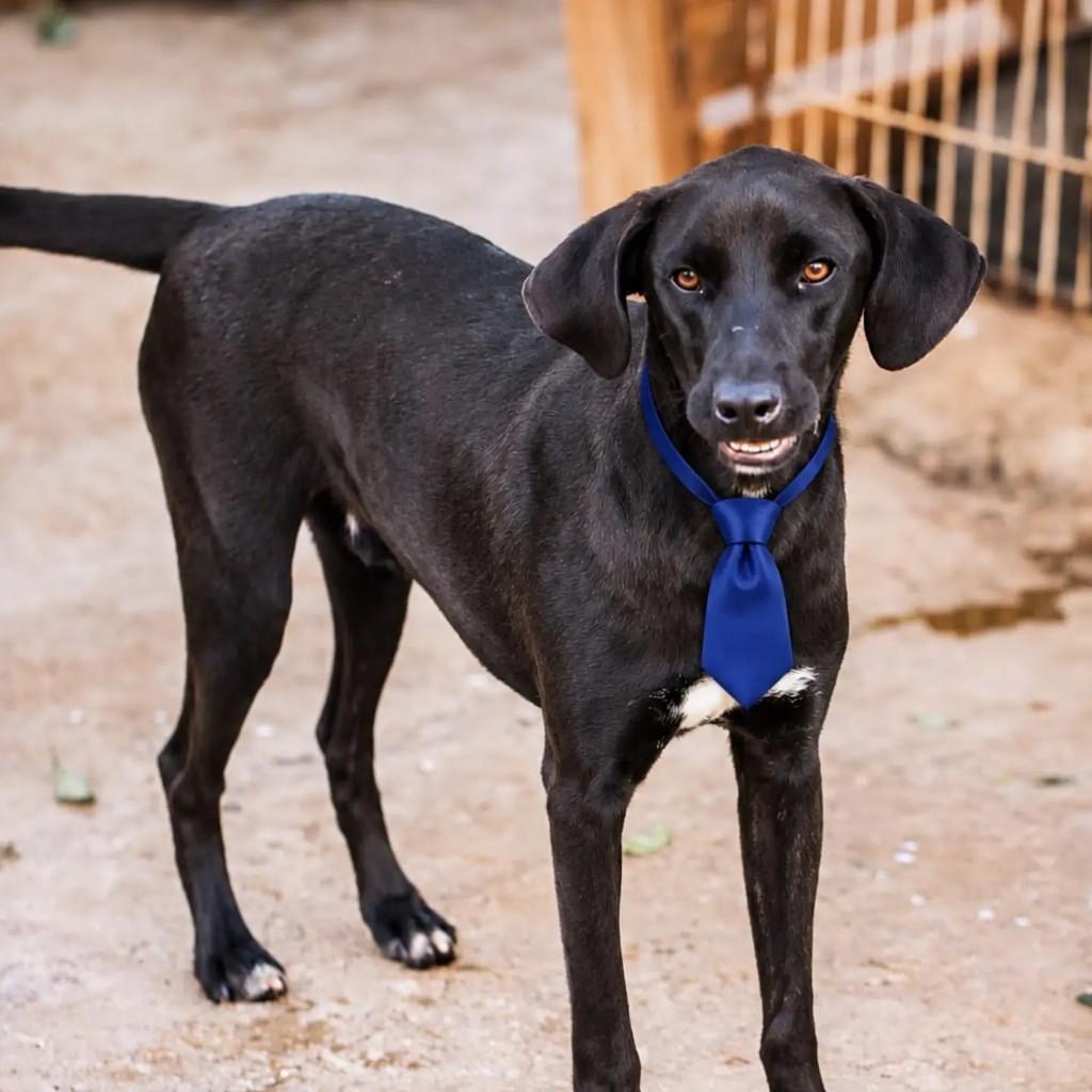Alexei, cachorro de porte médio para adoção em Mineiros - GO
