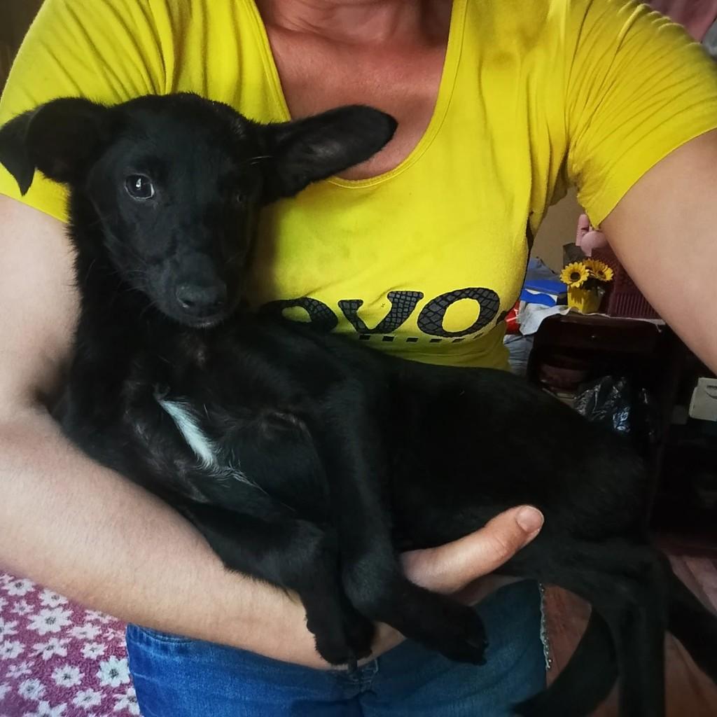 Isabele, cachorro de porte pequeno para adoção em Campo Bom - RS