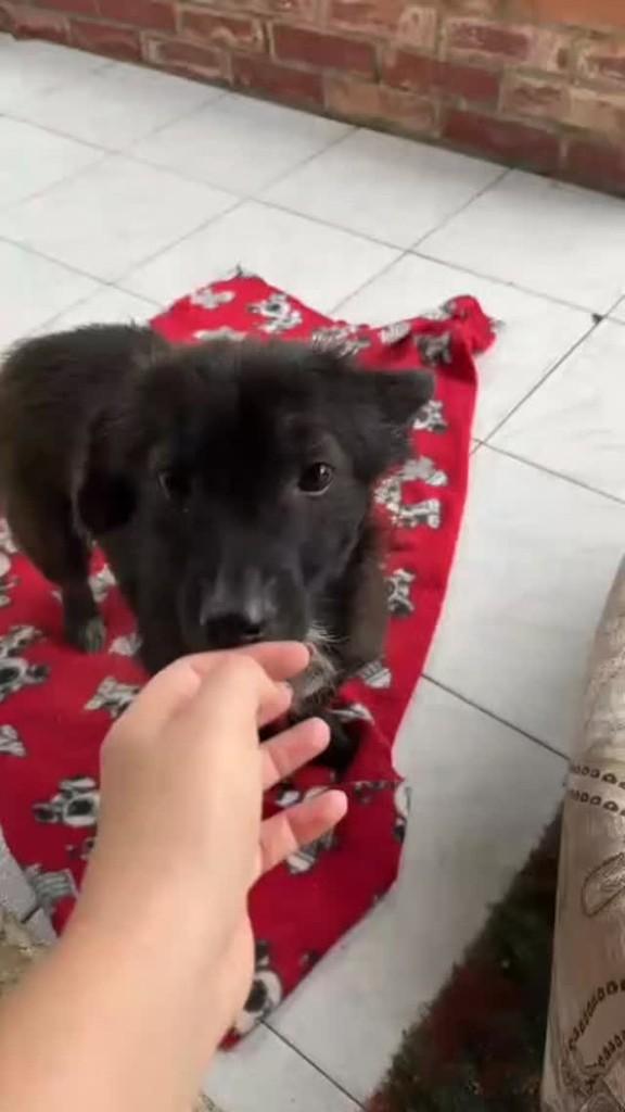 Zoe, cadela de porte pequeno para adoção em Campo Bom - RS