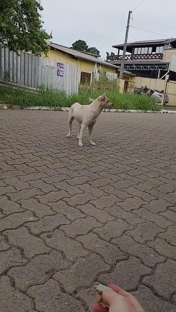 Ela, cachorro de porte médio para adoção em Campo Bom - RS