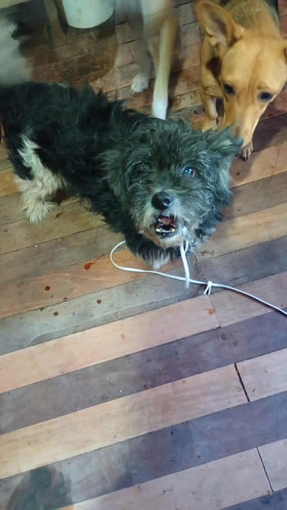 Mocinha, cadela de porte pequeno para adoção em Campo Bom - RS