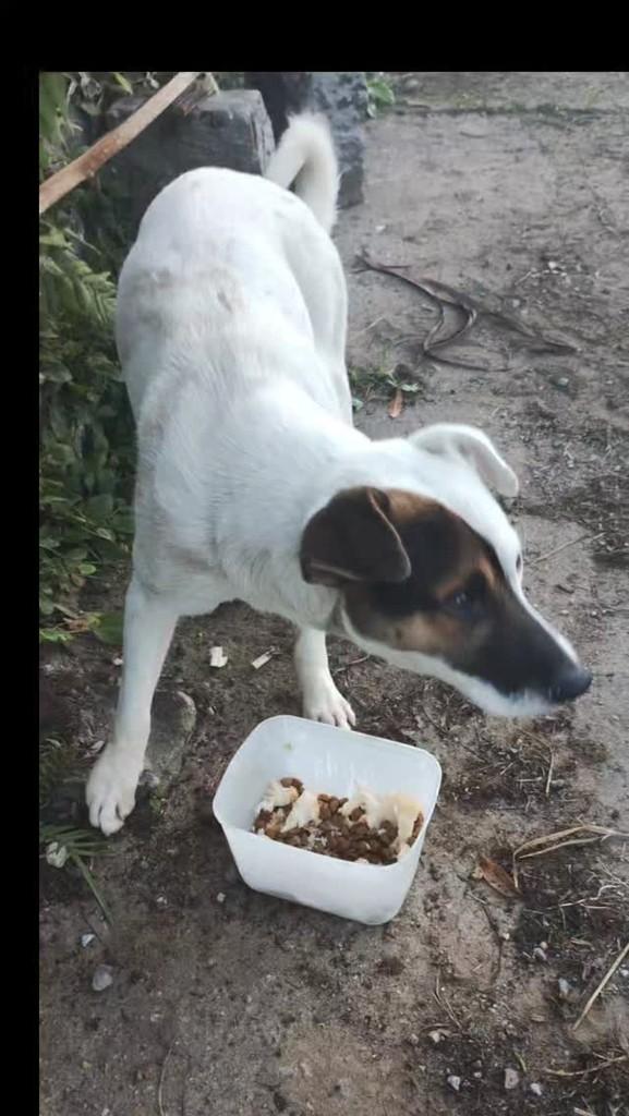 Pirata, cachorro de porte pequeno para adoção em Campo Bom - RS