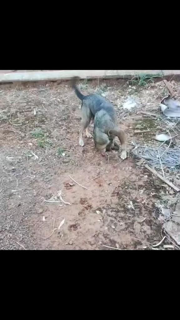 Hope, cadela de porte médio para adoção em Campo Bom - RS