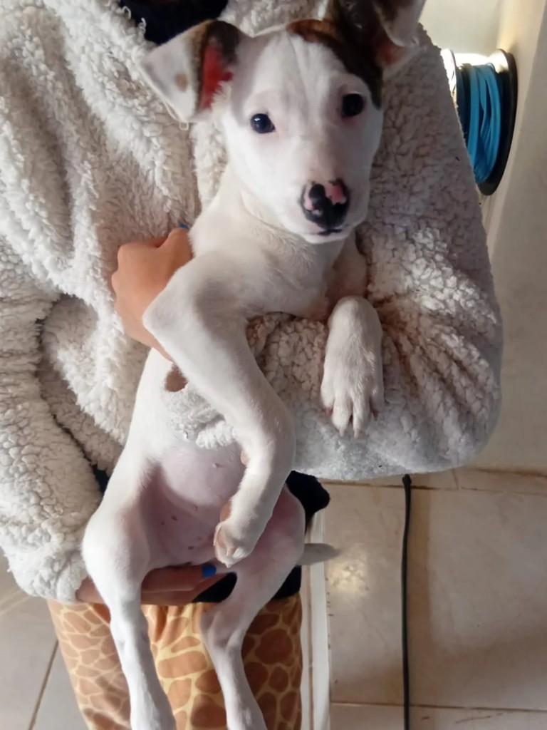 Campo, cachorro de porte pequeno para adoção em Campo Bom - RS