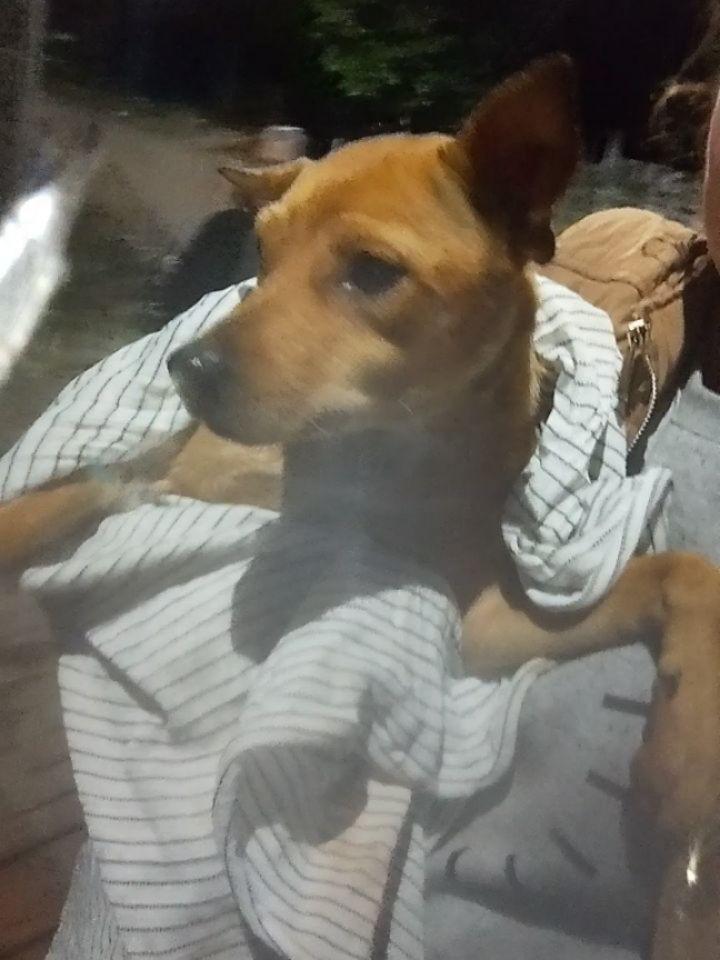 Talita, cachorro de porte pequeno para adoção em Campo Bom - RS