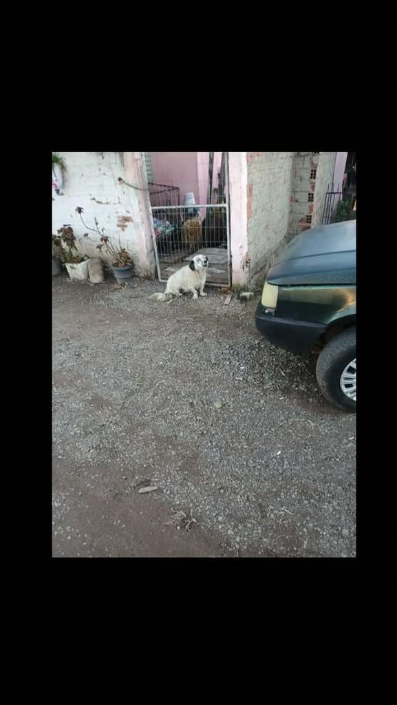 Doguinho, cachorro de porte pequeno para adoção em Novo Hamburgo - RS