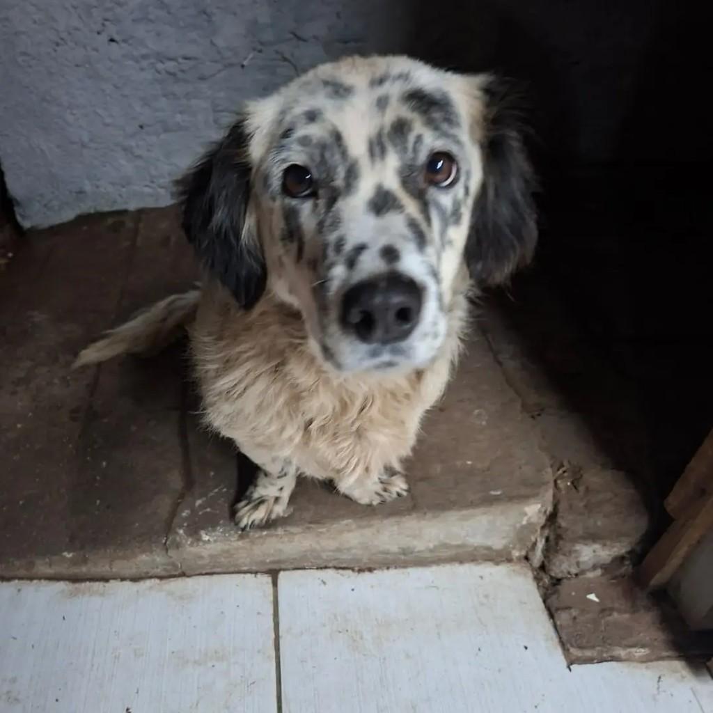 Ele, cachorro de porte médio para adoção em Novo Hamburgo - RS