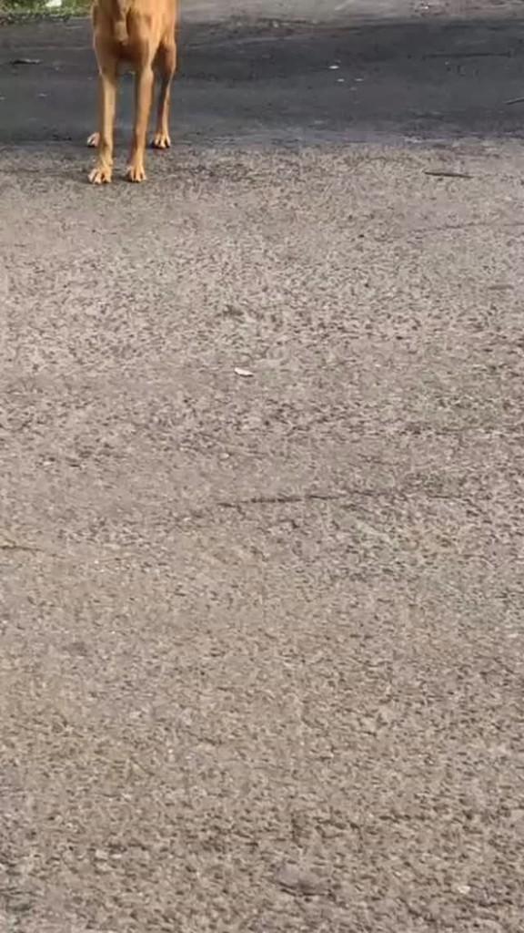 Campo Bom, cachorro de porte pequeno para adoção em Campo Bom - RS