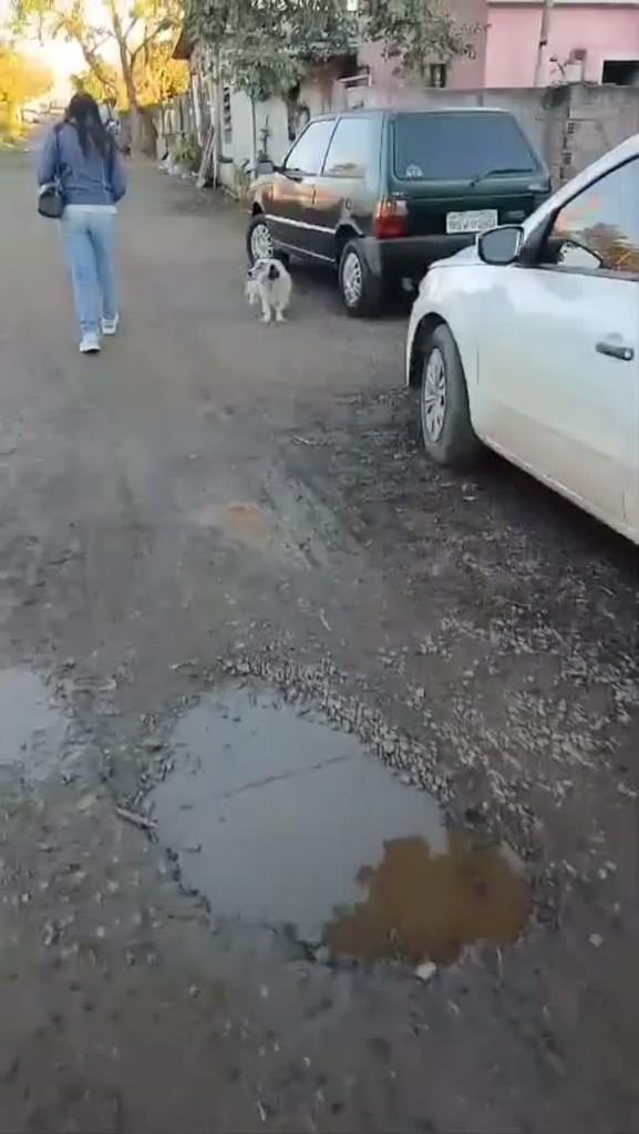 Coca cola, cachorro de porte pequeno para adoção em Campo Bom - RS