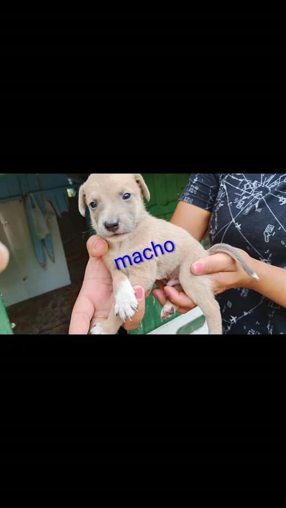 Amendoim, cachorro de porte pequeno para adoção em Campo Bom - RS