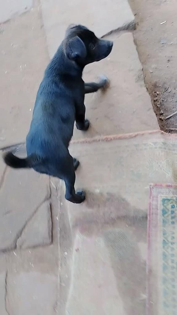 Vini, cachorro de porte médio para adoção em Campo Bom - RS