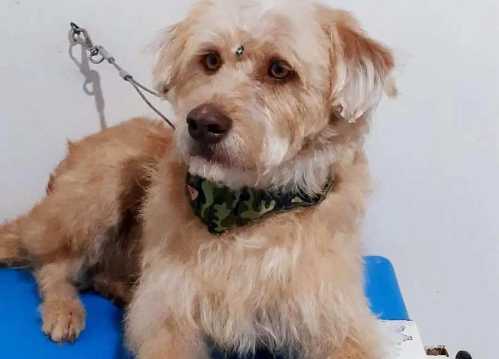 Caramelo, cadela de porte pequeno para adoção em Campo Bom - RS