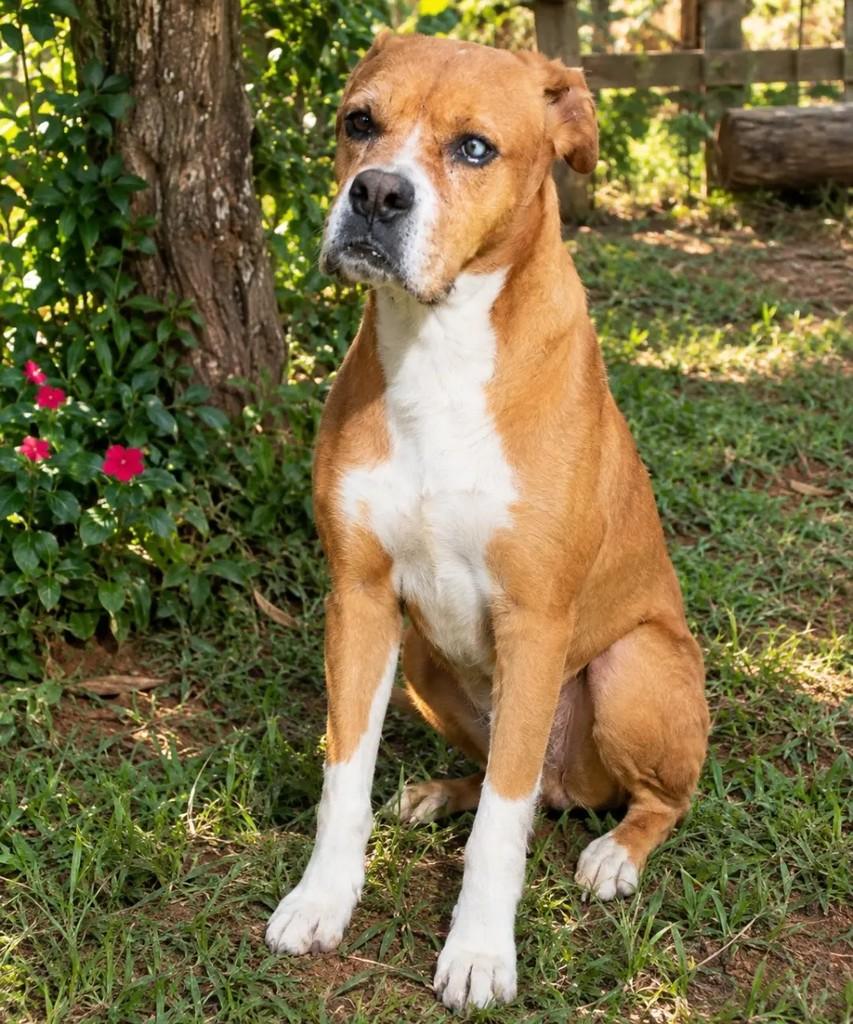 Thor, cachorro para adoção em Campo Bom - RS — foto 2 de 2