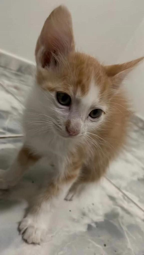 Anjinho, gato de porte pequeno para adoção em Olímpia - SP