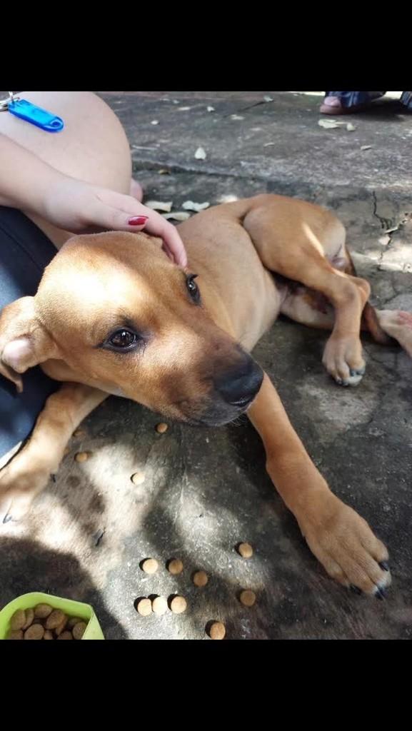 Ed, cachorro de porte pequeno para adoção em Olímpia - SP