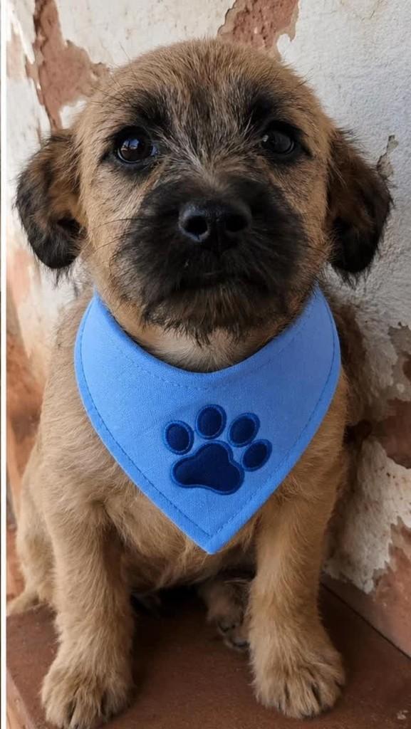 PexuAU, cachorro de porte médio para adoção em Olímpia - SP