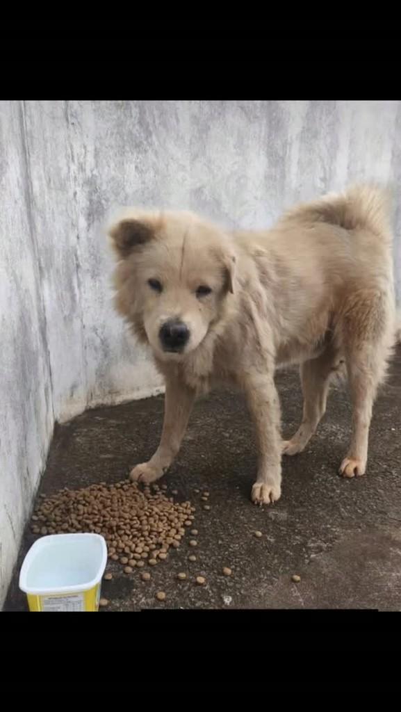 Anjinho, cachorro de porte médio para adoção em Olímpia - SP