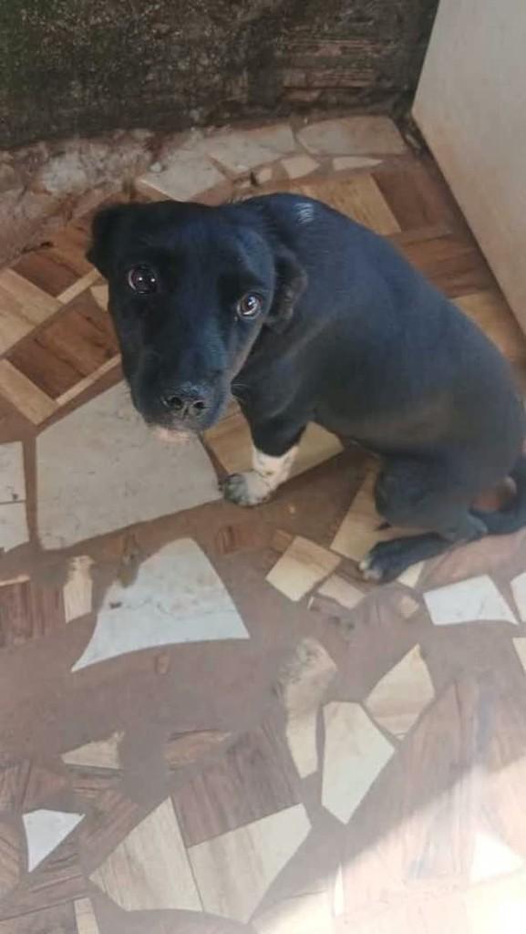 Filhotão, cachorro de porte pequeno para adoção em Olímpia - SP