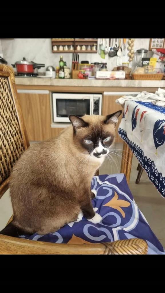 Clara, gata de porte médio para adoção em Olímpia - SP