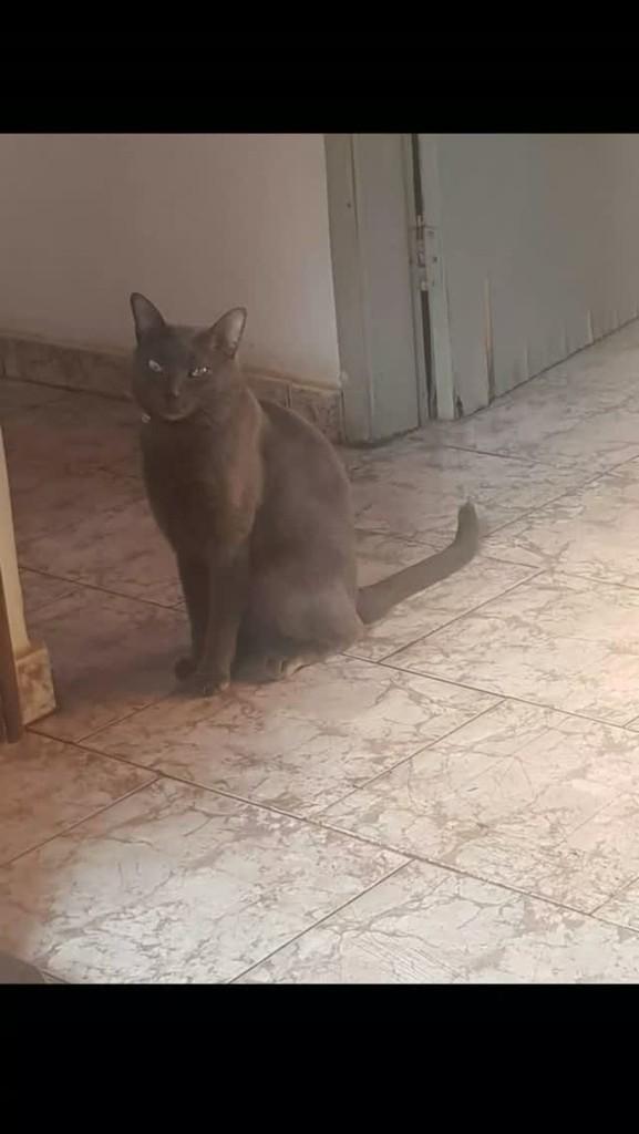 Grey, gato de porte médio para adoção em Olímpia - SP