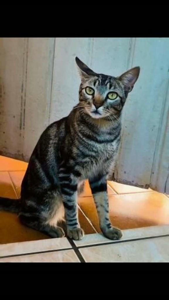 José, gato de porte pequeno para adoção em Guaraci - SP