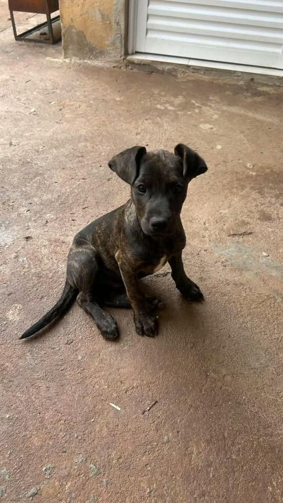 Nenéns, cachorro de porte médio para adoção em Olímpia - SP