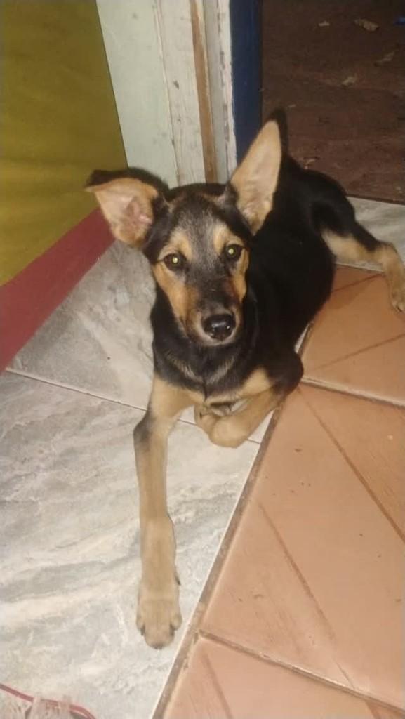 Apolo, cachorro de porte pequeno para adoção em Olímpia - SP