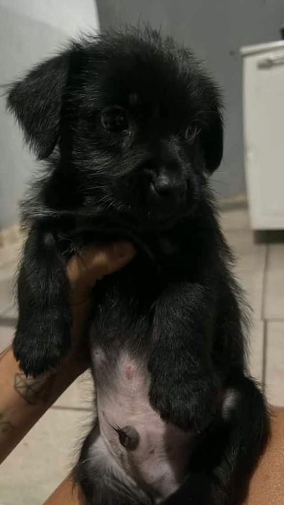 Shitzu Com Pinscher, cachorro de porte pequeno para adoção em Olímpia - SP