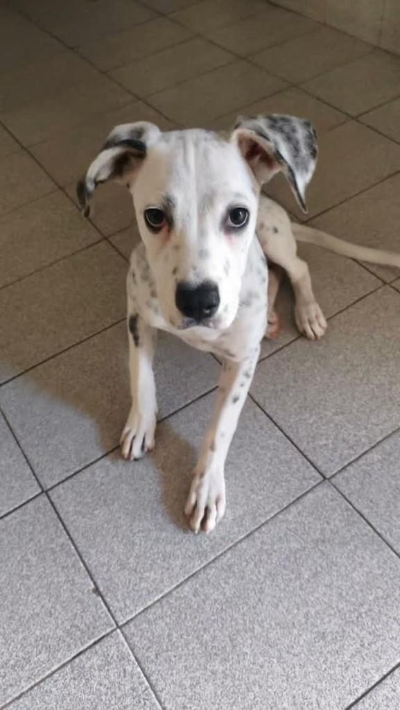 Moçinha Linda, cadela de porte pequeno para adoção em Olímpia - SP