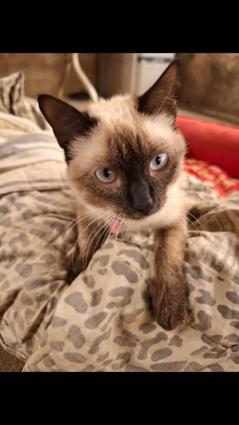 Pérola Maria, gata de porte pequeno para adoção em Olímpia - SP