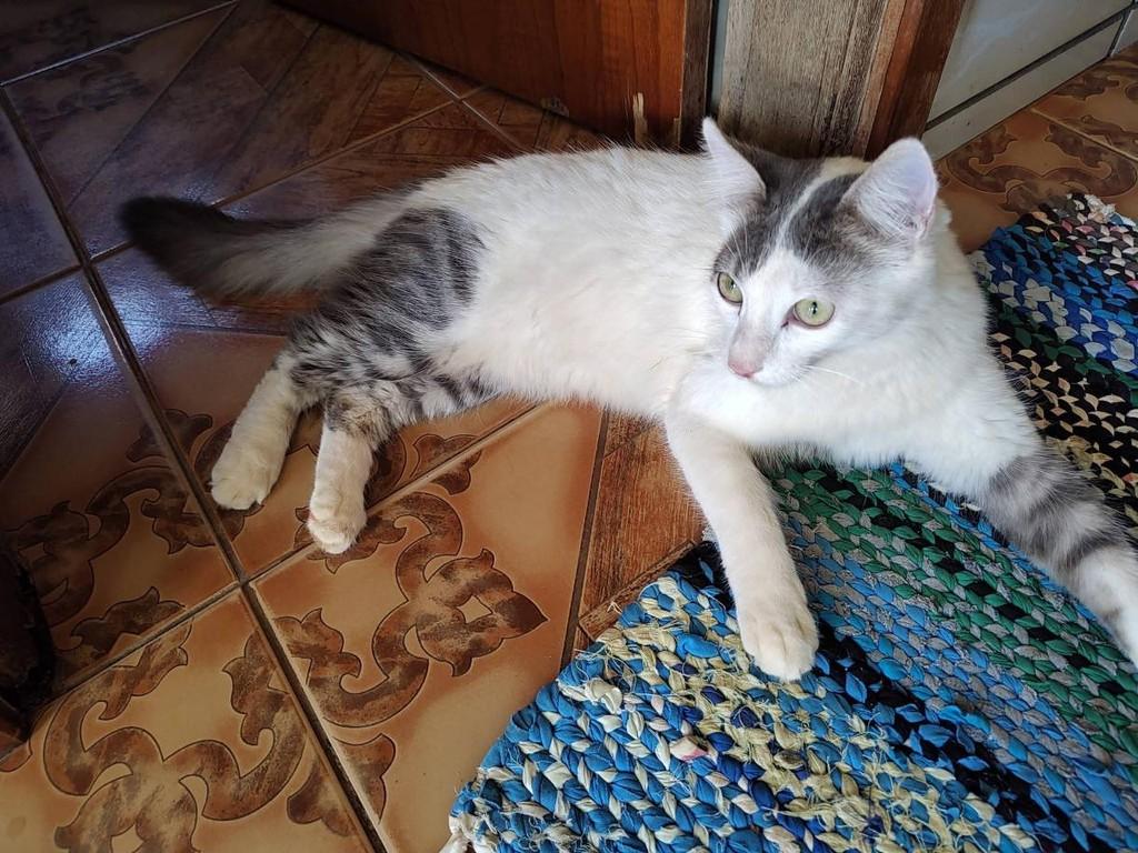 Tom, gato de porte médio para adoção em Boa Esperança - MG