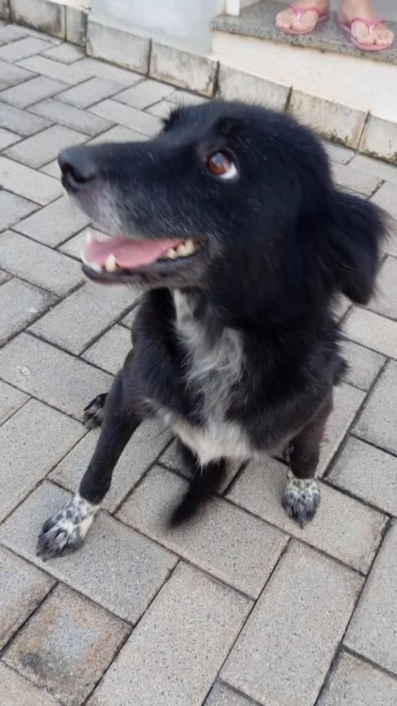 Cachorrinha, cadela de porte médio para adoção em Boa Esperança - MG