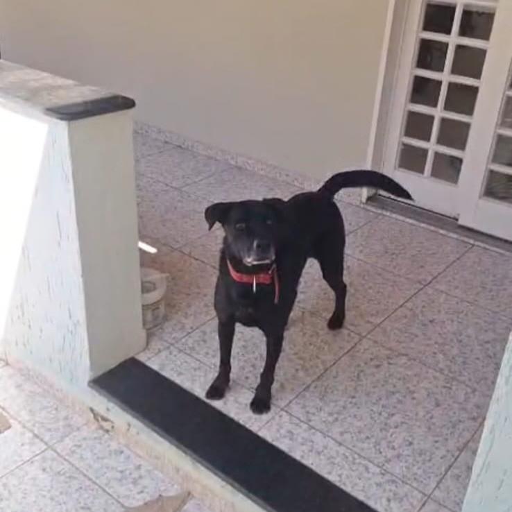 Labradora, cachorro de porte médio para adoção em Boa Esperança - MG