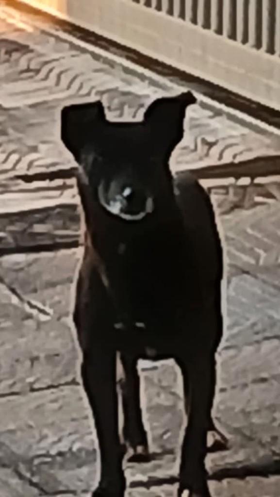 Bili, cachorro de porte pequeno para adoção em Boa Esperança - MG